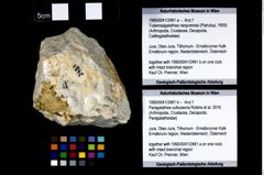 Foto (Objekt + Etikett) von Paragalathea vultuosona (Robins et al., 2016)  (NHMW-GEO-1990-0041-2481b)